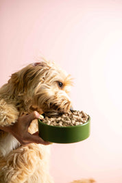 Beef Dog Food Pure Gold Blend