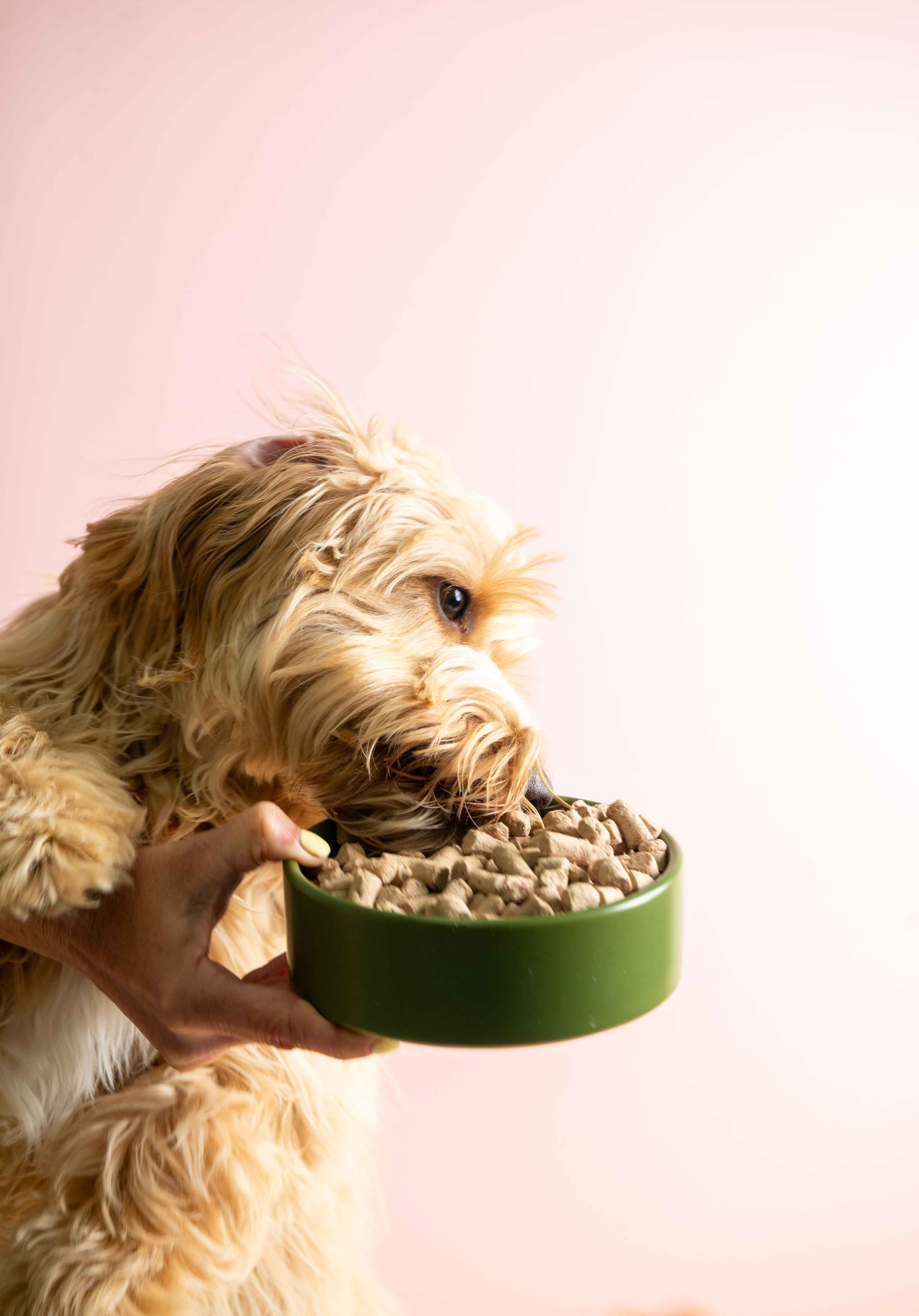 Beef Dog Food Pure Gold Blend