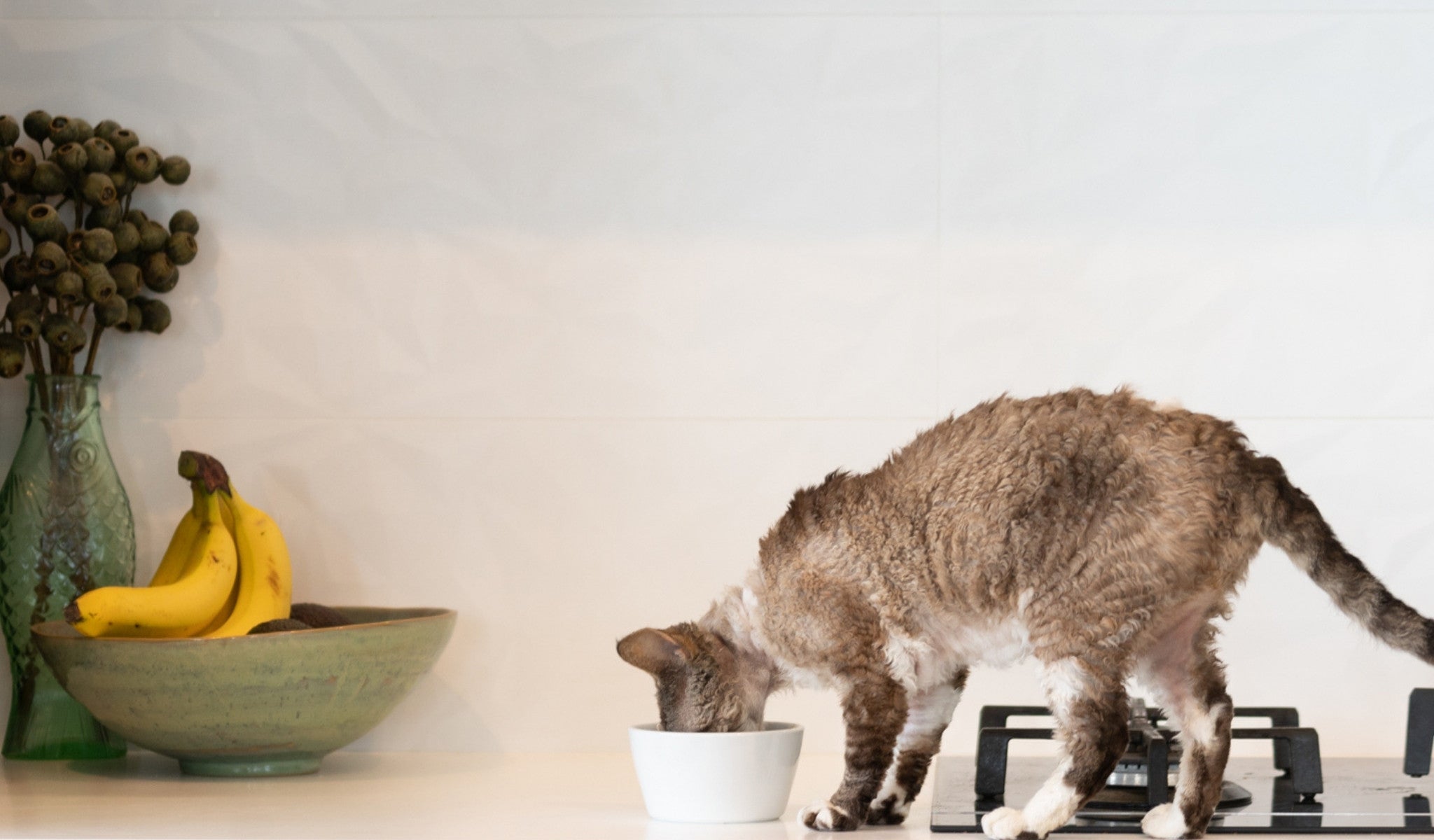 cat-on-bench-eating-blog-page.jpg
