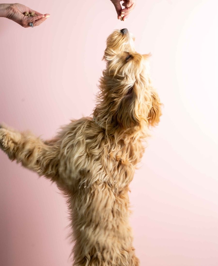 homepage-dog-section-04.jpg