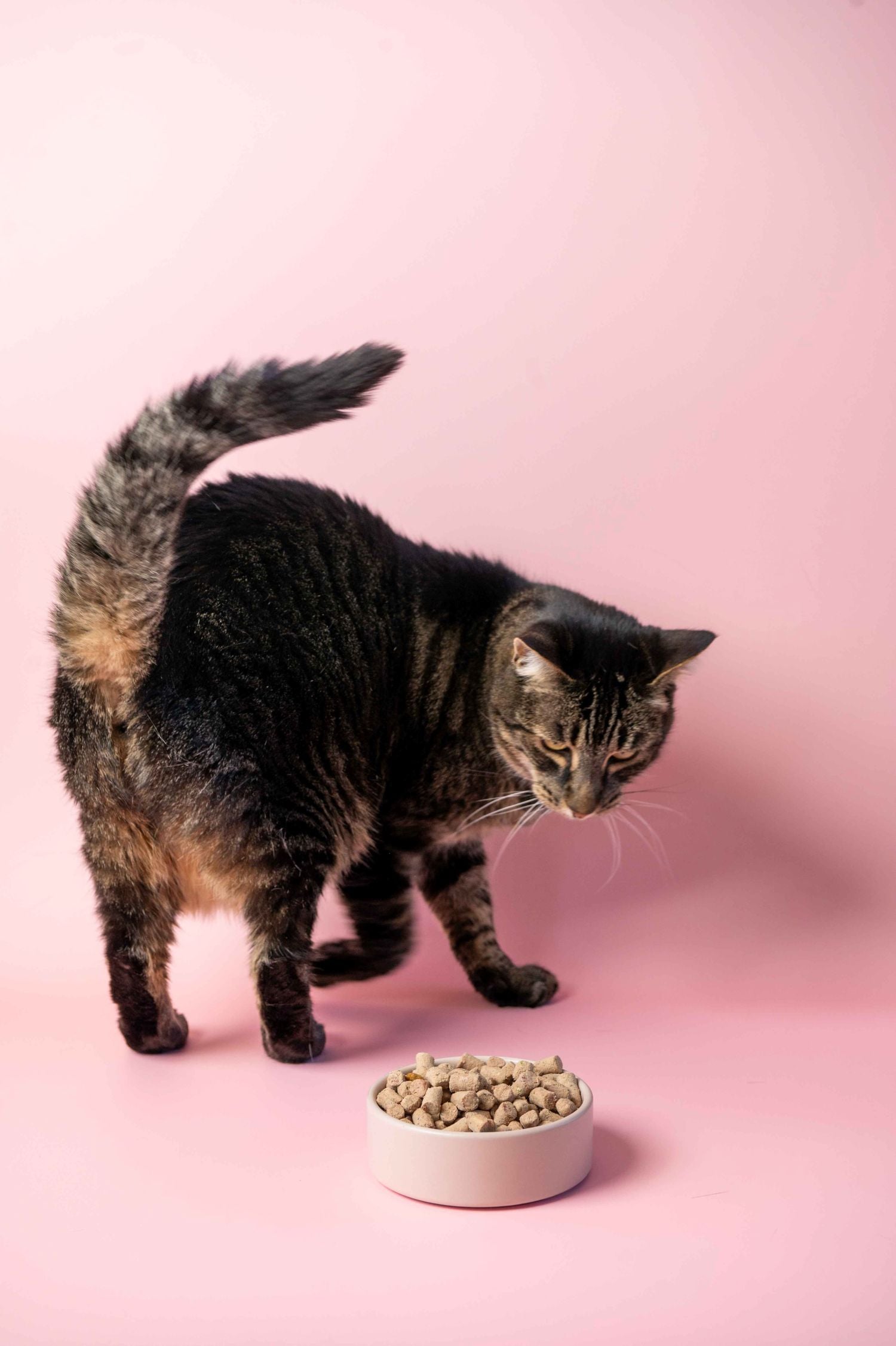 shop-cat-food-01.jpg